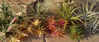 The place To Buy Air Crops On-line item-thumbnail