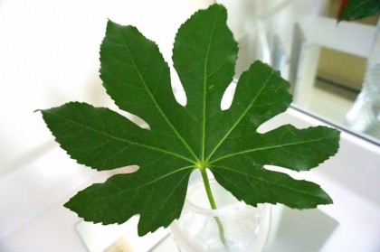 Simple Centerpiece Ideas That features Fairly priced Crops item-thumbnail