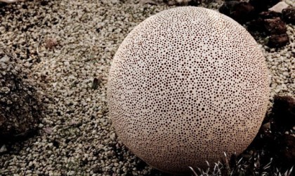 Sponge Trendy Organic Lamp is an Awesome Addition Outdoors item-thumbnail