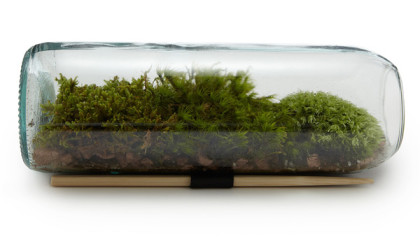 Basic Thimble Planters and Moss Terrariums item-thumbnail
